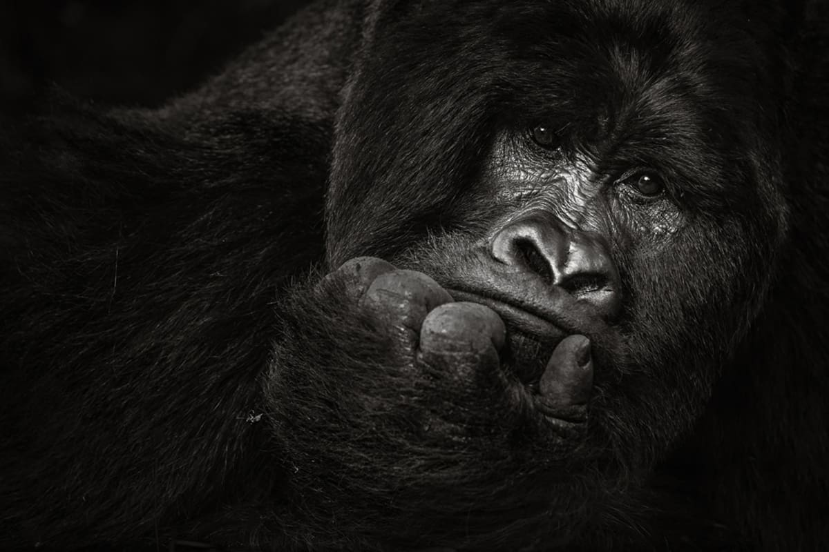 Close-up portrait of a contemplative mountain gorilla with a pensive expression, photographed by Tom Way.