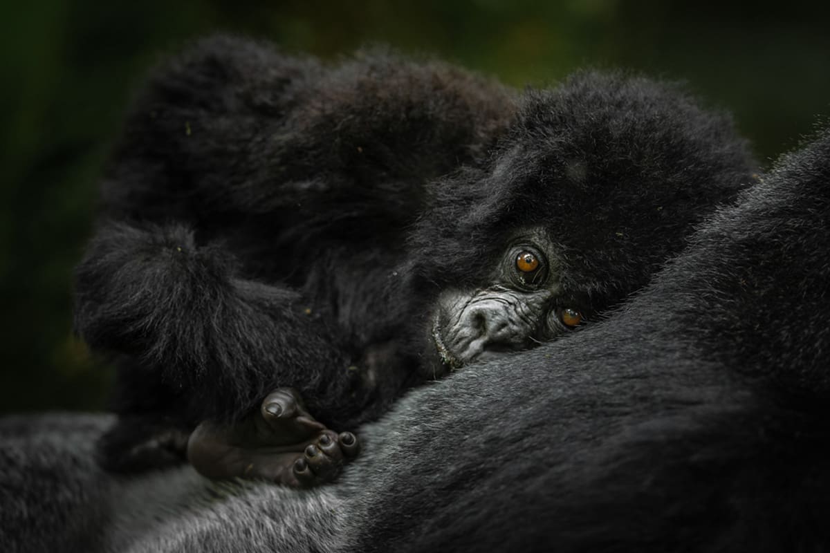 Intimate close-up of a young mountain gorilla's face, peering out with soulful eyes from behind its mother's embrace in the wild.