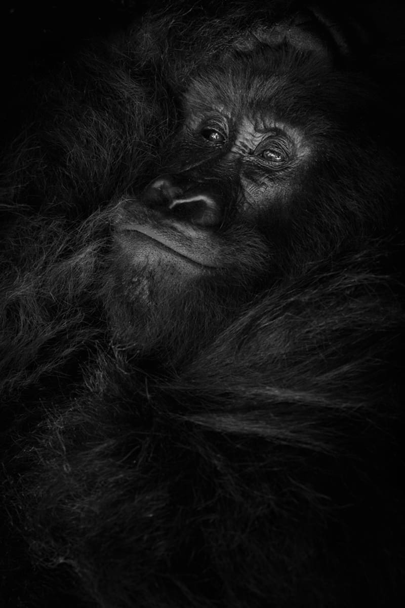 Evocative black and white portrait of a mountain gorilla in repose, captured by wildlife photographer Tom Way, highlighting the gentle nature of these majestic creatures.