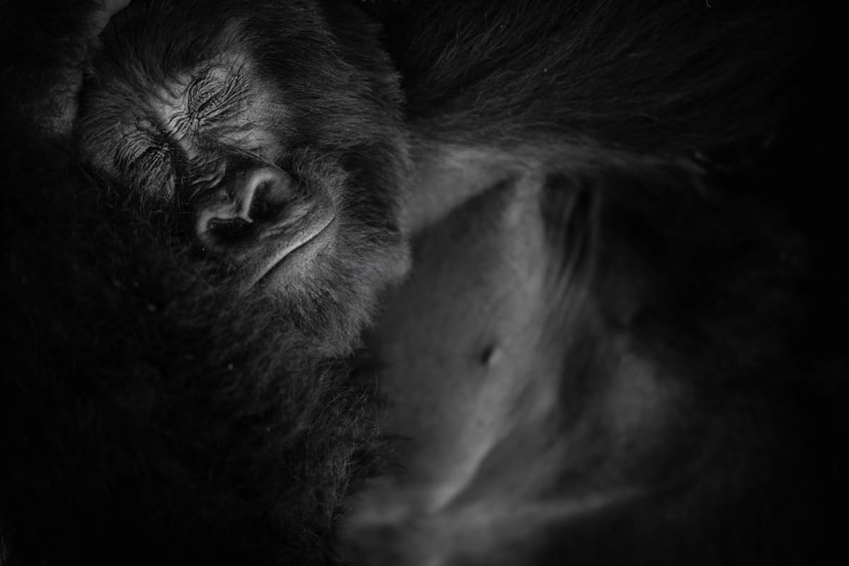 Serene black and white image of a resting mountain gorilla, its face a picture of peace, captured during a gorilla trekking experience.