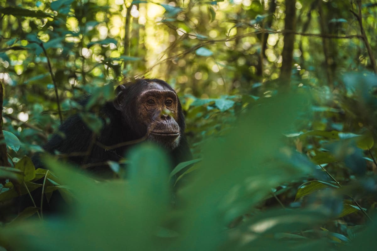 7 Day Gorilla and Chimpanzee Safari