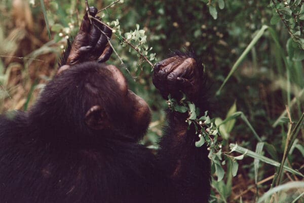 Chimpanzee 2024 02 18 at 12.53.57 PM 1
