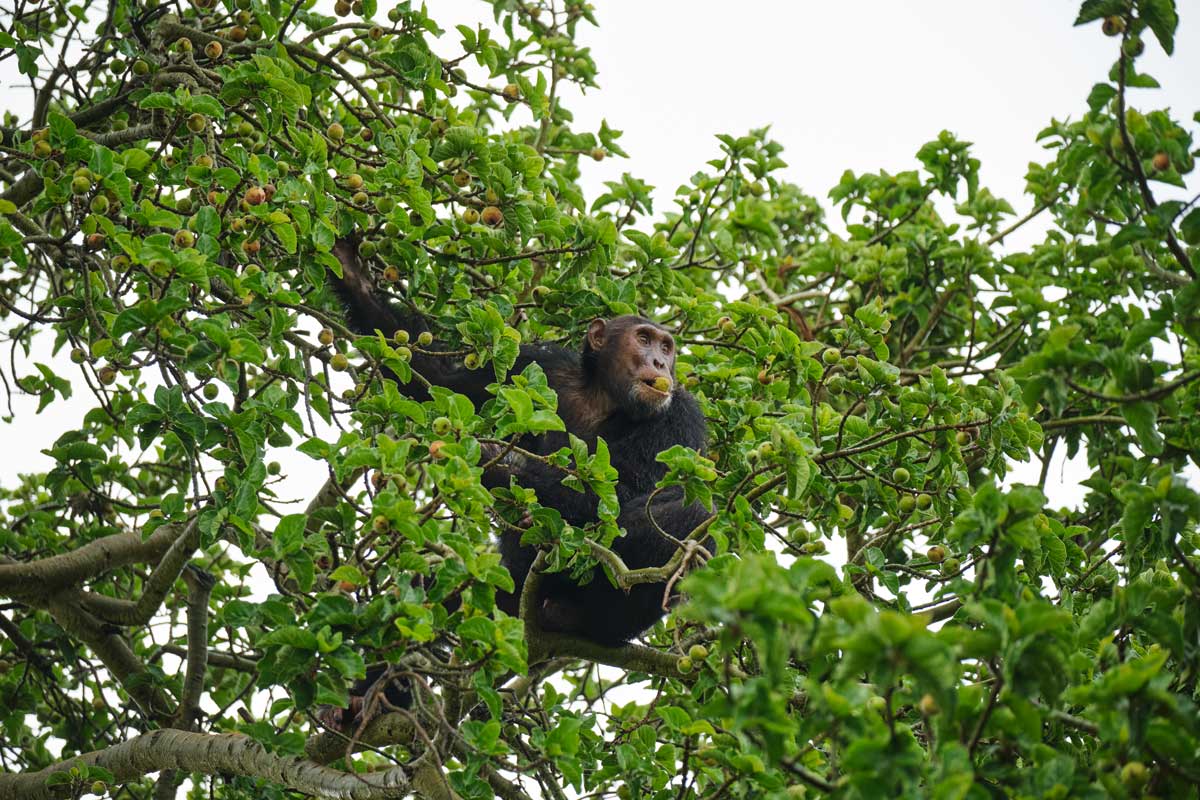 Chimpanzee Habituation