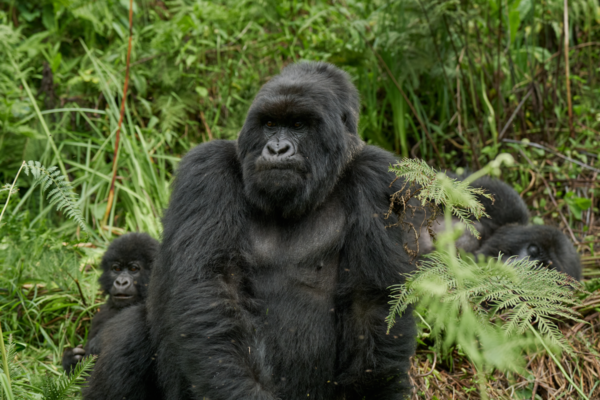 8 Mount Gahinga Lodge Gorillas