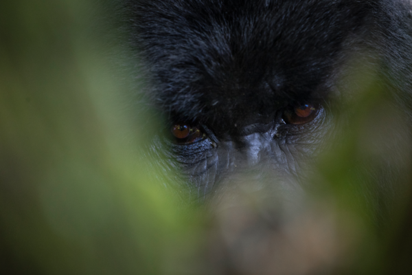 Press 9 Gorilla AH1I3927