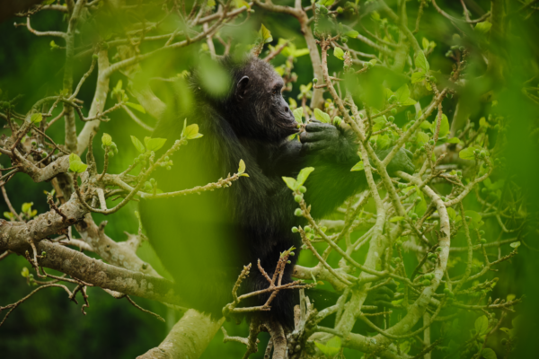 Press 1 2 Kyambura Gorge Lodge Chimp