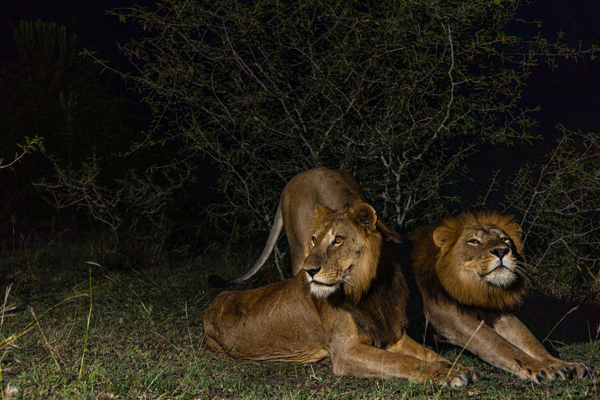 A Groundbreaking discovery  recorded by the Kyambura Lion Monitoring Team on Jacob and Tibu.