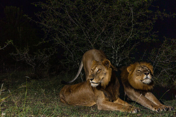 Jacob and Tibu Lions