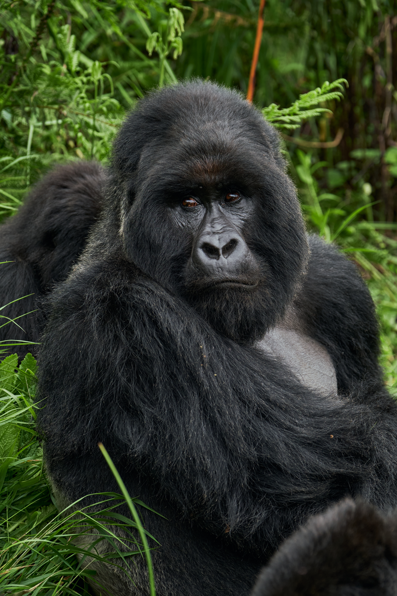 Mount Gahinga Lodge Gorilla