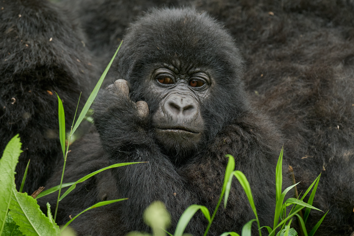 Mount Gahinga Lodge Gorilla