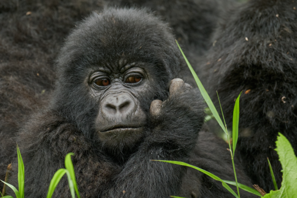 Mount Gahinga Lodge Gorilla 1 2
