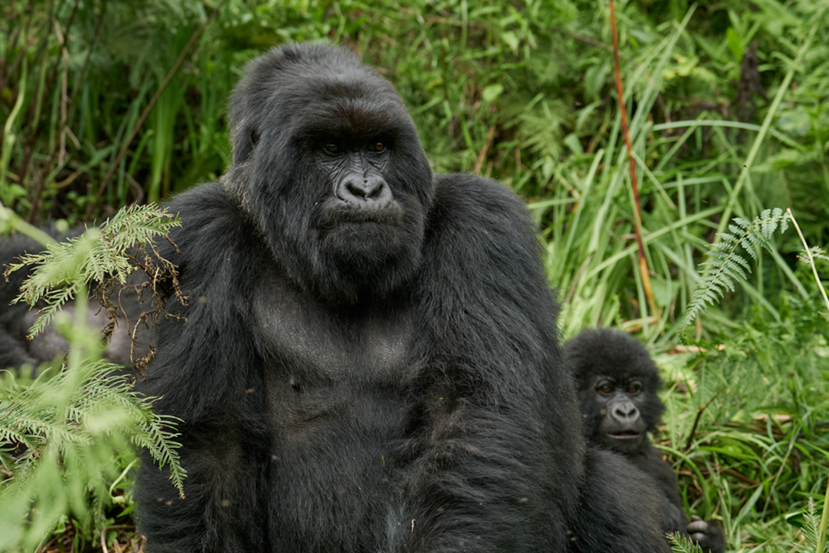 Volcanoes Safaris Mount Gahinga Lodge Nyakagyezi 1743 2