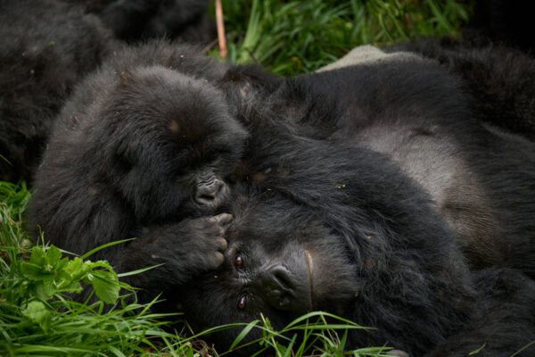 10 Mount Gahinga Lodge Gorillas