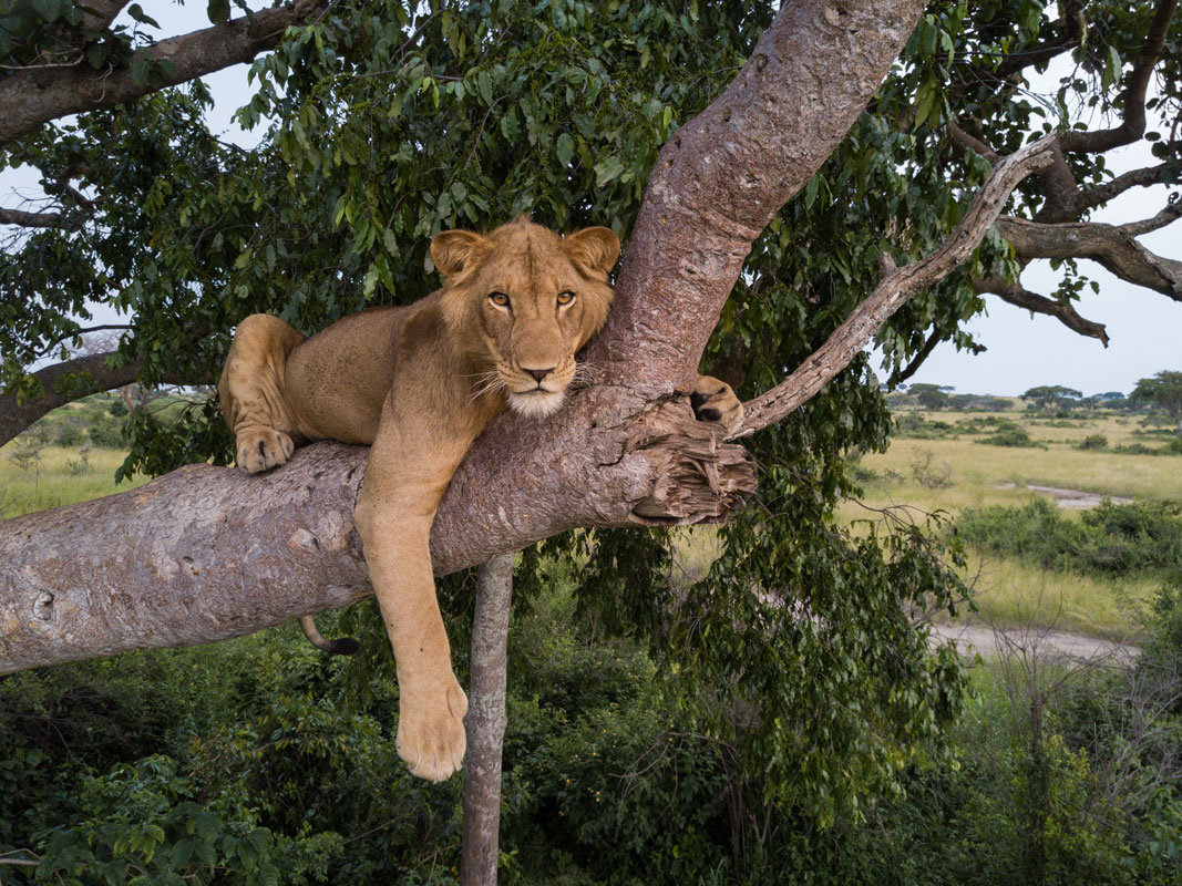 Kyambura Lion Monitoring Project Featured In Adventure Travel Trade Association