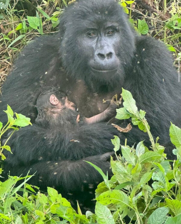 Gorilla and baby