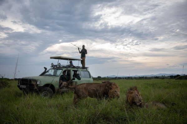 Lion Monitoring Project