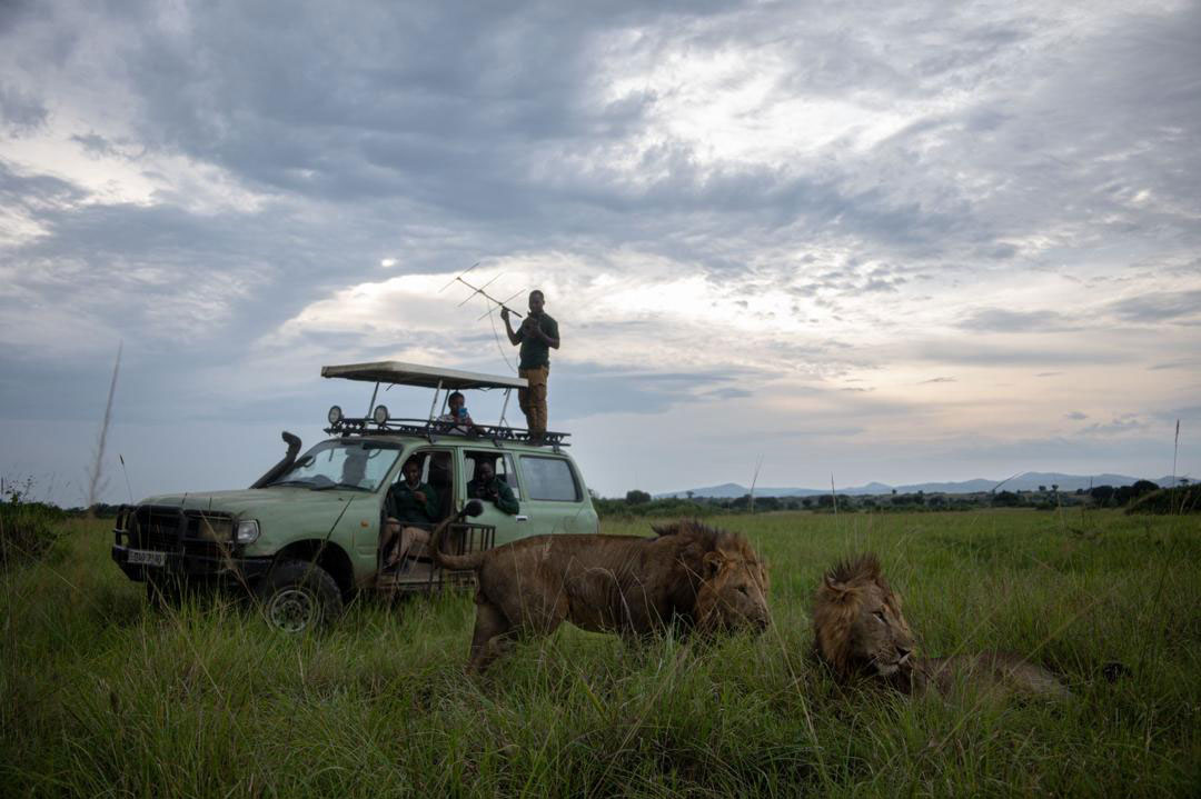 Kyambura Lion Monitoring Project Supported by Lion Recovery Fund