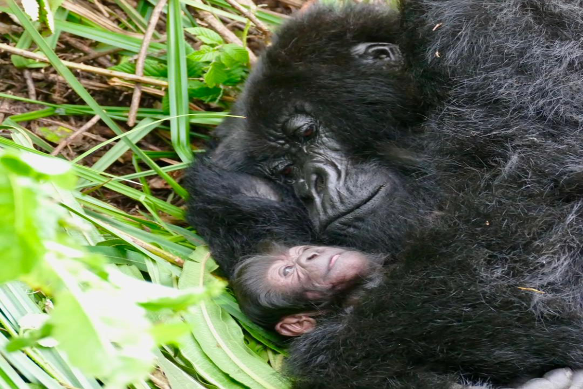 Gorilla baby born in Volcanoes National Park