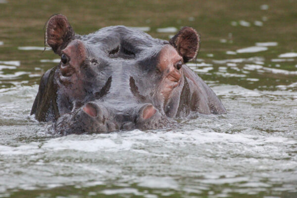 Press 1 hippo in water MB12