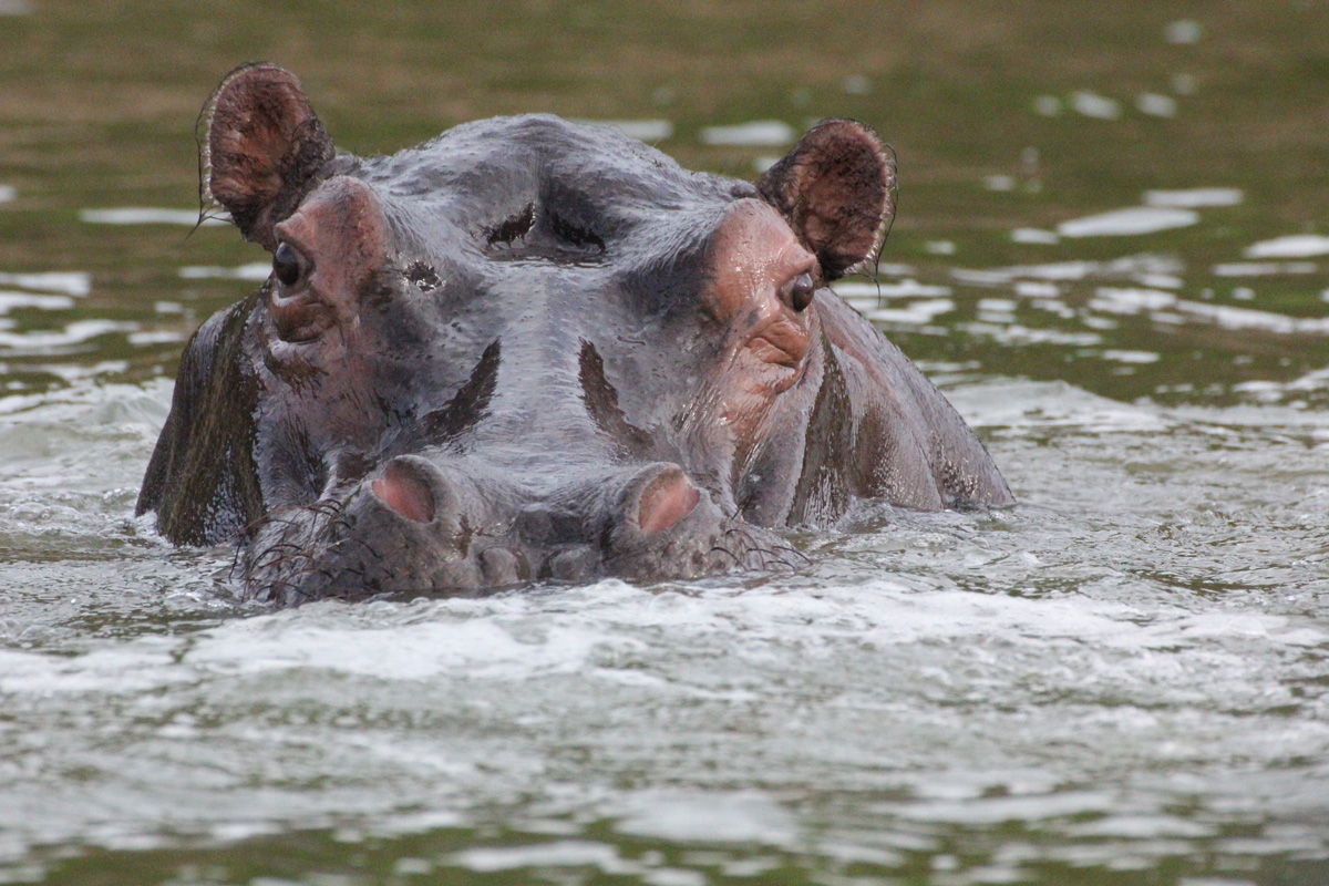 hippo in water MB12