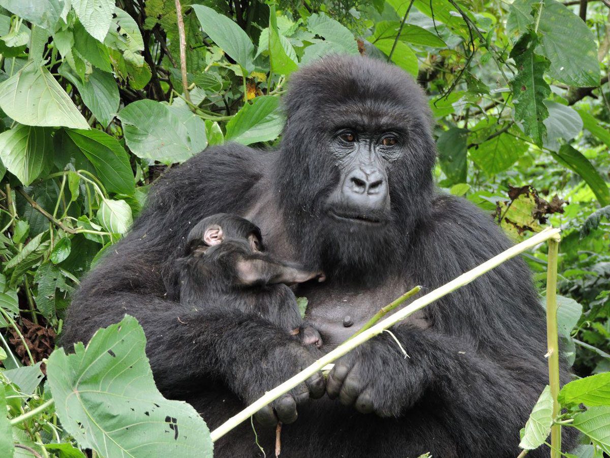 The Wilungula gorilla family in Volcanoes National Park, Rwanda, has welcomed its first newborn